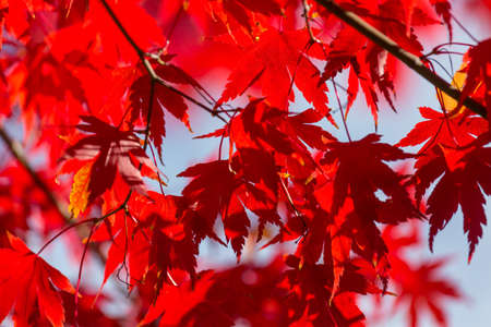 Colorful yellow leaves in Autumn season. Close-up shot. Suitable for background image.