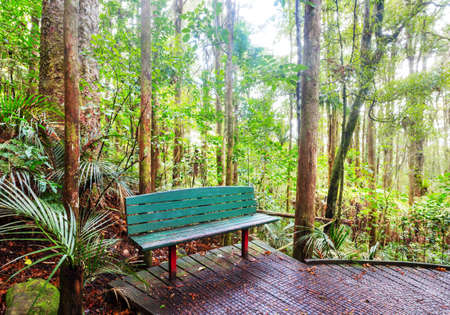 Wood bench in the tropical forest, New Zealand