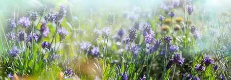 Flowers of Lavender in summer gardenの写真素材