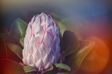 Unusual protea flower close upの写真素材