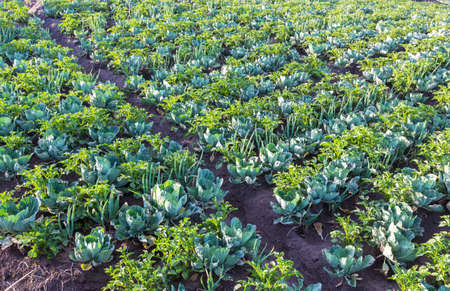 Green cabbages, onion and potato in line grow on field