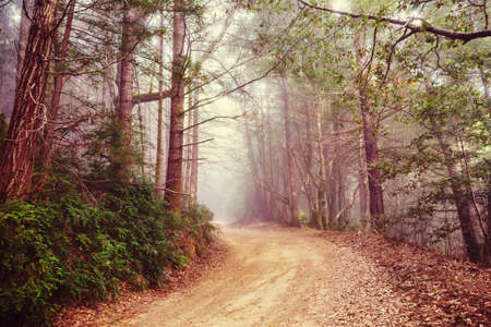 Rural road in the forest, USA,の写真素材