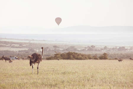 Tourist attraction on african safari in Namibia -balloons over savannahの写真素材
