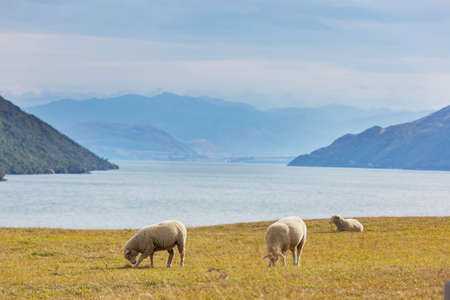 Sheep in green mountain meadow, rural scene in New Zealandの写真素材