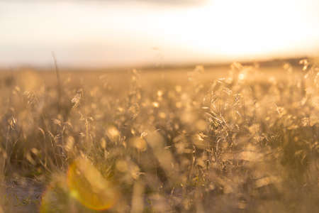 Sunny autumn meadow. Natural background.の写真素材