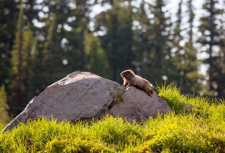 Marmots on meadow in summer mountains, wild nature in North Americaの写真素材