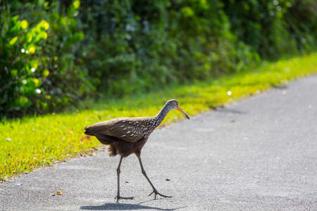 A brown and white limpkin bird in Everglades National Park, USa, Floridaの写真素材