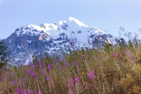 Mountain meadow in sunny day. Natural summer landscape.の写真素材