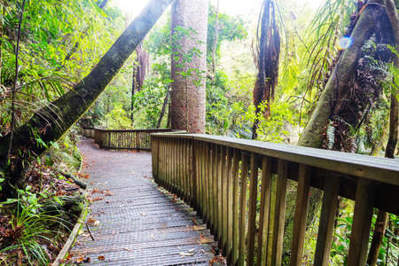 New Zealand tropical jungle forest. Green natural backgroundの写真素材