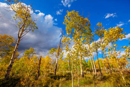 Colorful sunny forest scene in Autumn season with yellow trees in clear day.