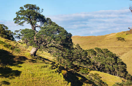 Beautiful rural  landscape of the New Zealand at sunriseの写真素材