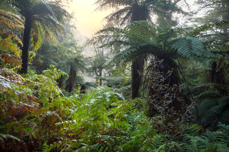 New Zealand tropical jungle forest. Green natural backgroundの写真素材