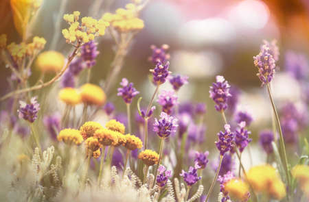 Close-up shot of the beautiful flowers. Suitable for floral background.の写真素材