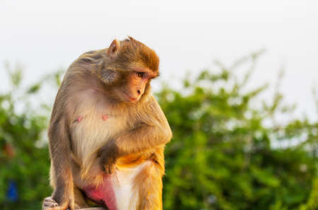 Monkeys in the tropical forest in Thailandの写真素材