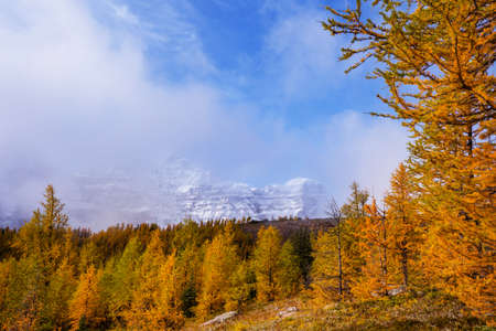 Beautiful golden larches in mountains, Fall season.