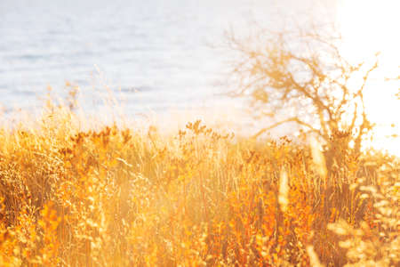 Sunny autumn meadow. Natural background.の写真素材