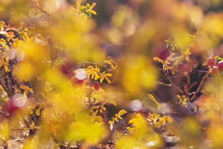 Rosehip berries on the twig in mountains,  natural autumn seasonal background