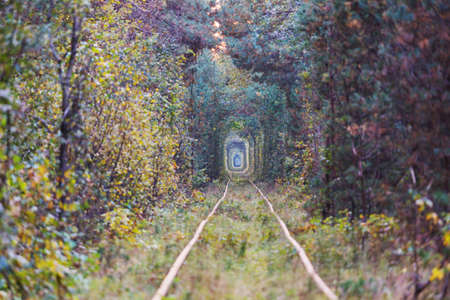 Trees tunnel in early autumn season
