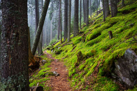 Rain forest with dense vegetation