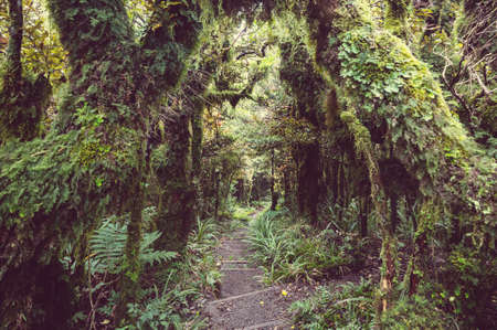 New Zealand tropical jungle forest. Green natural backgroundの写真素材