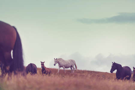 Horse on pasture in mountains, autumn season