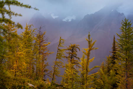 Beautiful golden larches in mountains, Fall season.