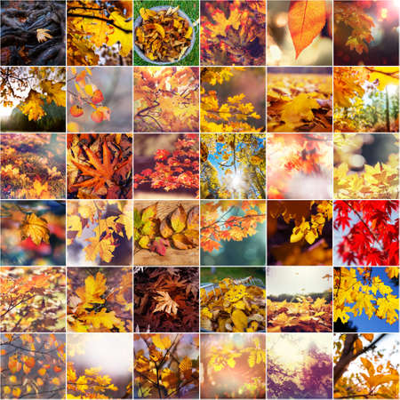 Colorful background of fallen autumn leaves in set