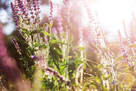Sunny day on the flowers meadow. Beautiful natural background.の写真素材