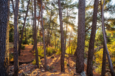 Sun beams in clear day in the green forest