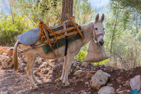 donkey caravan  in Fann mountain, Tajikistan