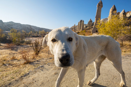 Dog among famous Cappadocia sandstone formations, Turkey