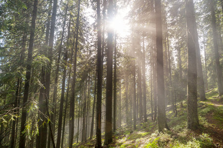 Sun beams in clear day in the green forestの写真素材