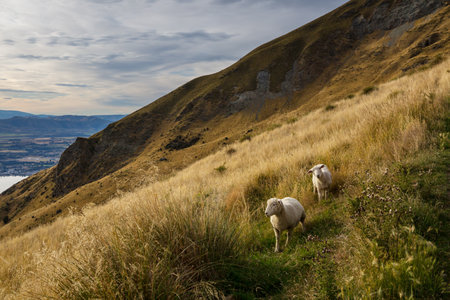 Sheep in New Zealand mountainsの写真素材