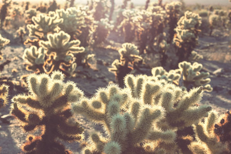 Landscapes over suburb of Tucson.の写真素材