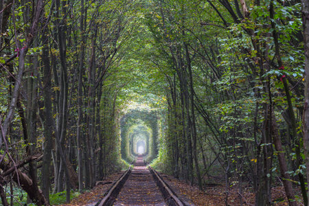 Trees tunnel in early autumn seasonの写真素材