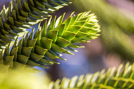 Green leaves close up in gardenの写真素材