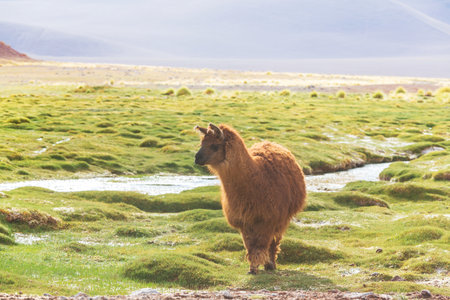 Llama in remote area of Boliviaの写真素材