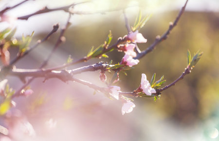 Flowers of the cherry blossoming in the spring garden. Springtime backgroundの写真素材