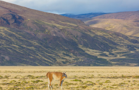 Wild Guanaco (Lama Guanicoe) in Patagonia prairie, Chile, South Americaの写真素材