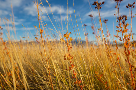 Colorful  autumn meadow in mountains. Natural background.の写真素材