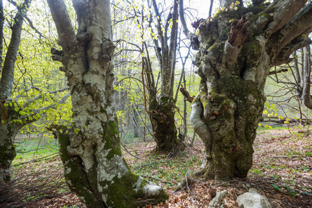 Beautiful woodland landscapes. Spring flowers In the forest.