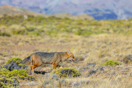 South American gray fox (Lycalopex griseus), Patagonian fox, in Patagonia mountains