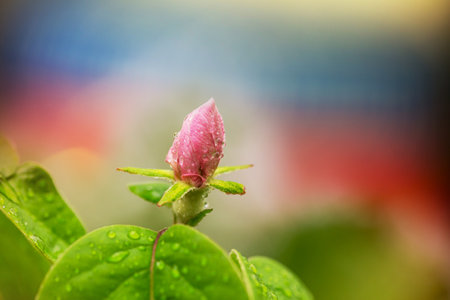 Blossoming tree in spring garden. Beautiful spring natural background.の写真素材