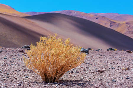 Dramatic scene in Gobi stone desert, Mongoliaの写真素材