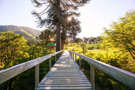 Unusual Araucaria (Araucaria araucana) trees in Andes mountains, Chileの写真素材