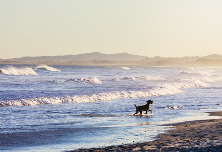 dog on beach in New Zealandの写真素材