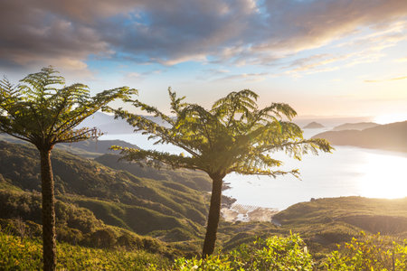 Forest with tree ferns, beautiful green landscapes in New Zealandの写真素材
