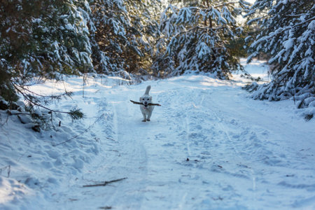 dog in the winter  snowの写真素材