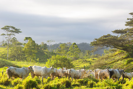White cows and bulls on the green grasslandの写真素材