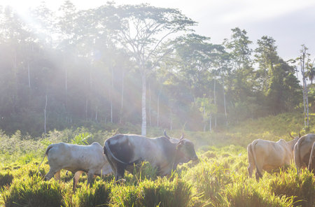 White cows and bulls on the green grasslandの写真素材